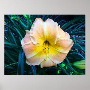 Lily. Poster