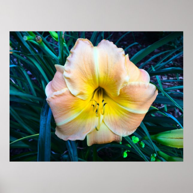 Lily. Poster (Framsidan)