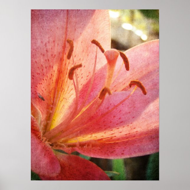 Lily Poster (Framsidan)