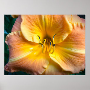 Lily. Poster