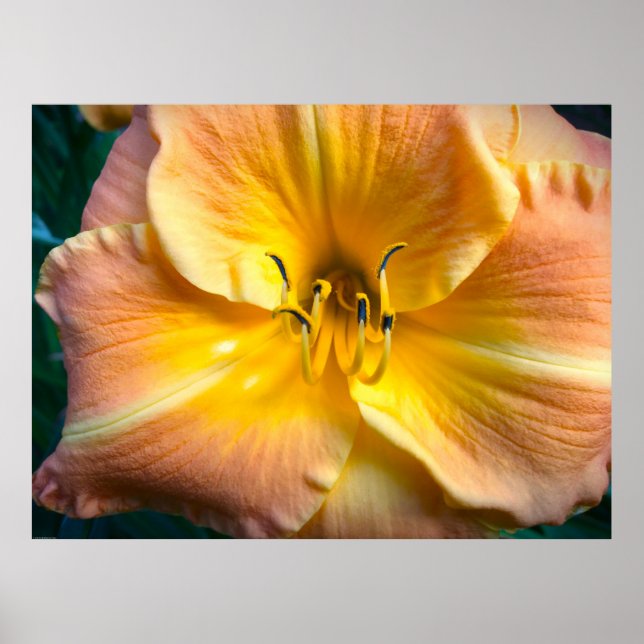 Lily. Poster (Framsidan)