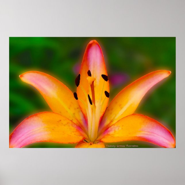 Lily Poster (Framsidan)