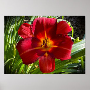 Lily. Poster