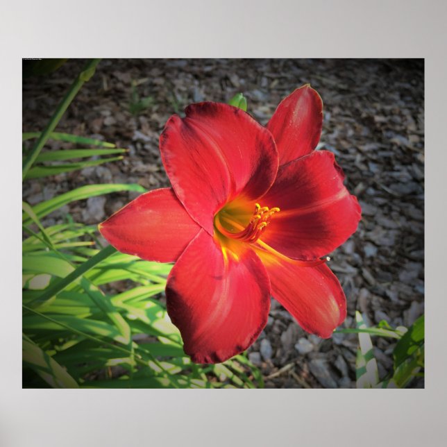 Lily. Poster (Framsidan)