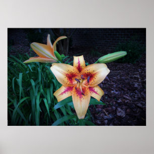 Lily. Poster