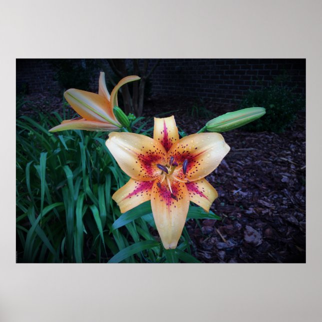 Lily. Poster (Framsidan)