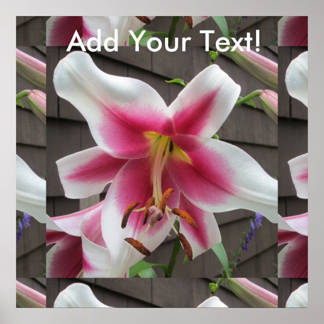 Lily Red White Plant House Poster (Framsidan)