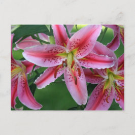 Lily Rosa Stargazer Vykort