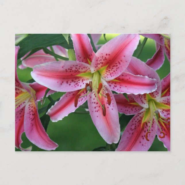 Lily Rosa Stargazer Vykort (Framsida)