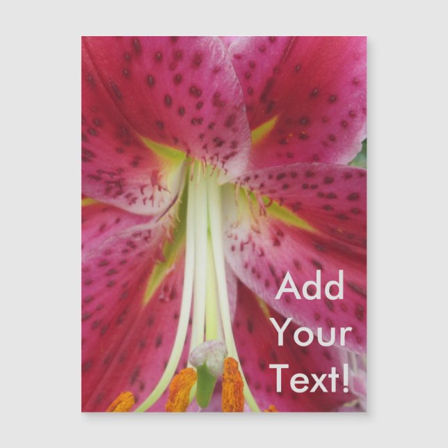 Lily Stargazer Lila Flower (Framsida)