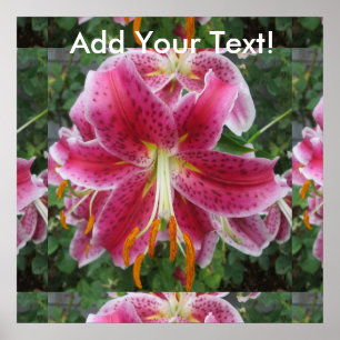 Lily Stargazer Lila Flower Poster