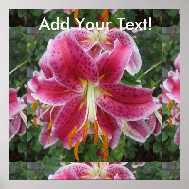 Lily Stargazer Lila Flower Poster (Framsidan)