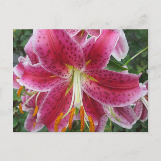 Lily Stargazer Lila Flower Vykort (Framsida)