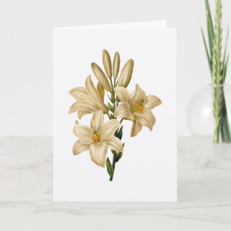 Lily Sympathy Greeting Card Kort