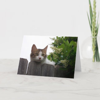 Lily the Cat Greeting Card 04 Kort