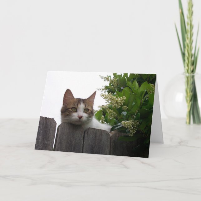 Lily the Cat Greeting Card 04 Kort (Framsida)