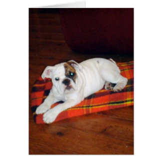 Lily the English Bulldog Puppy Hälsningskort