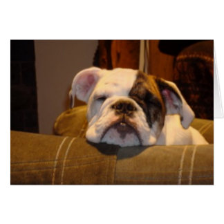 Lily the English Bulldog Puppy Hälsningskort