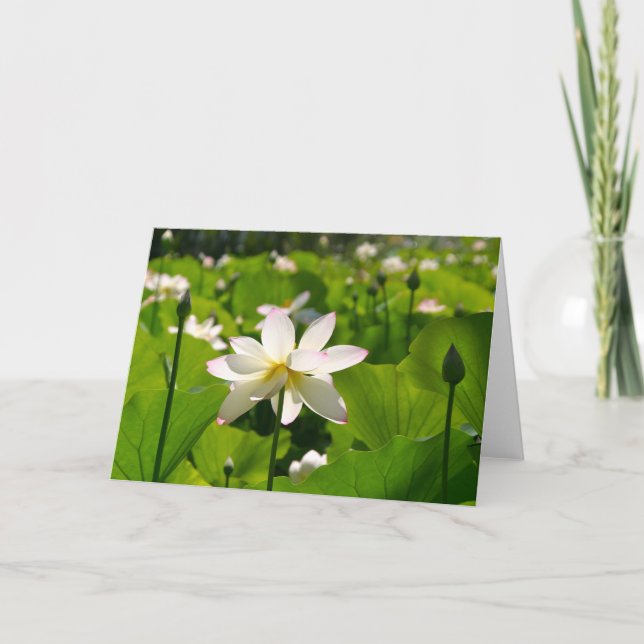 Lily vid Los Poblanos Kort (Framsida)