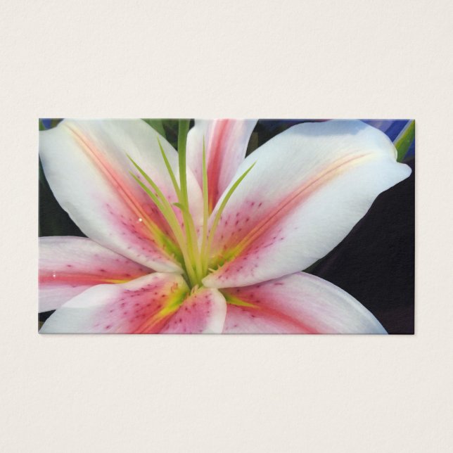 Lily Visitkort (Framsidan)