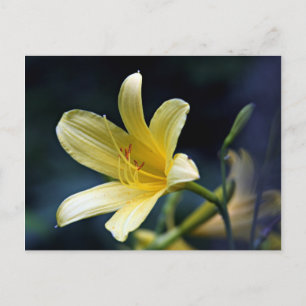Lily vycard vykort