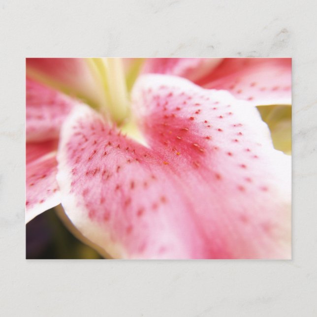 Lily vycard vykort (Framsida)