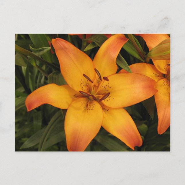 Lily vycard vykort (Framsida)