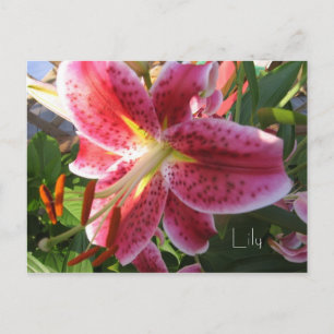 Lily vycard vykort