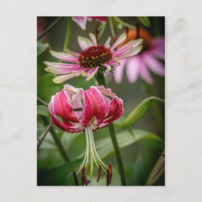 Lily  vykort (Framsida)