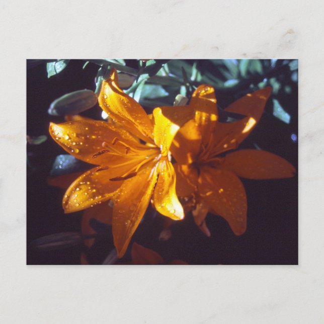 Lily | vykort (Framsida)
