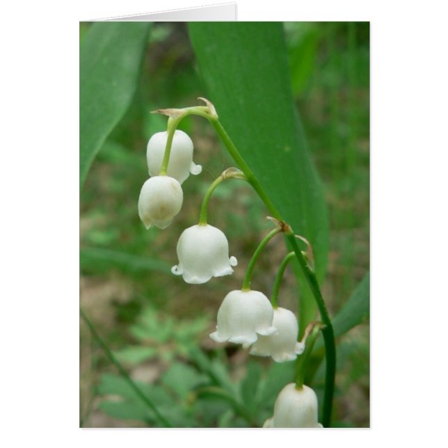 Lily White Flowers Hälsningskort (Framsidan)