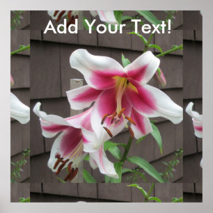Lily White Lila House Plant Poster