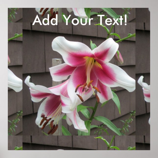 Lily White Lila House Plant Poster (Framsidan)