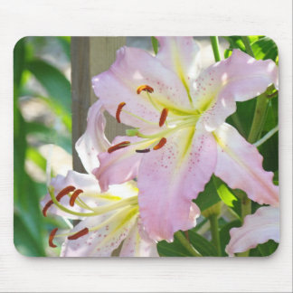 Lilyblommor Blommig Trädgård musmattor Natur
