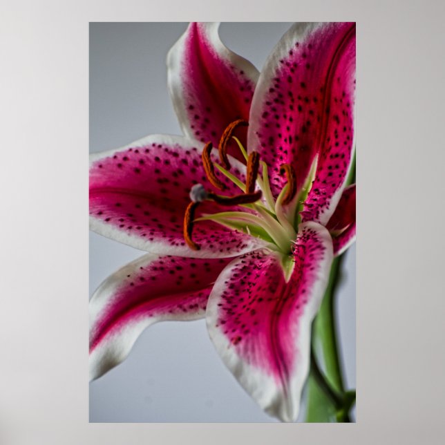 Lilyessence Poster (Framsidan)