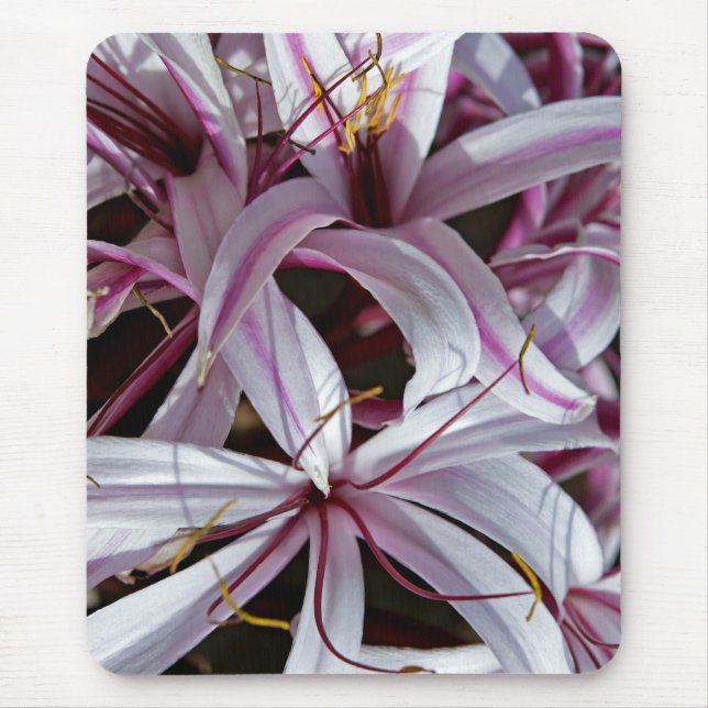 Lilys musmattor (Framsidan)