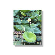 Lilyshade Tystnad 11 x 14