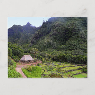 Limahuli Garden Taro Fält, Kauai Vykort