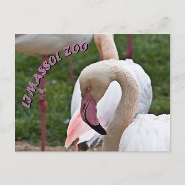 Limazzol zoo flamingo vykort (Framsida)