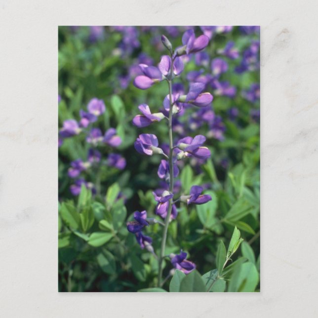 Lime Blue False Indigo, (Baptisia Australis) flowe Vykort (Framsida)