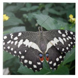 Lime Butterfly and Flowers Tile Kakelplatta