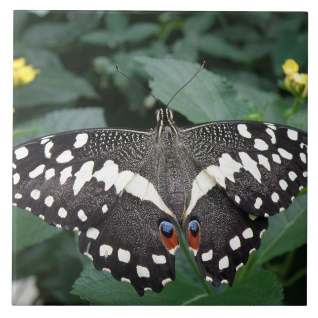 Lime Butterfly and Flowers Tile Kakelplatta (Framsidan)