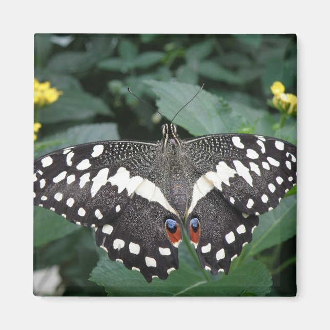 Lime Butterfly och blommor Magnet (Framsidan)