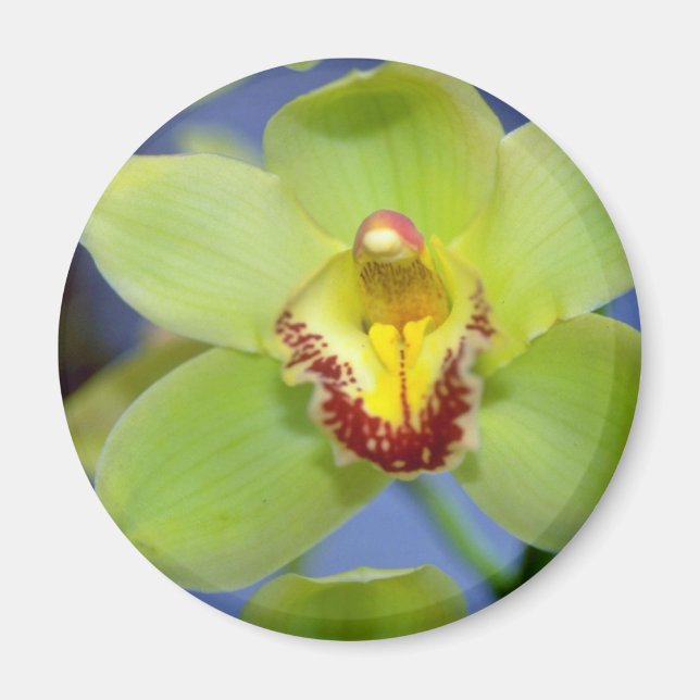 Lime Cymbidium-blommor Magnet (Framsidan)
