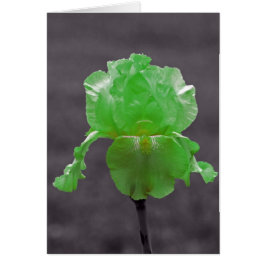 Lime Green Iris Hälsningskort