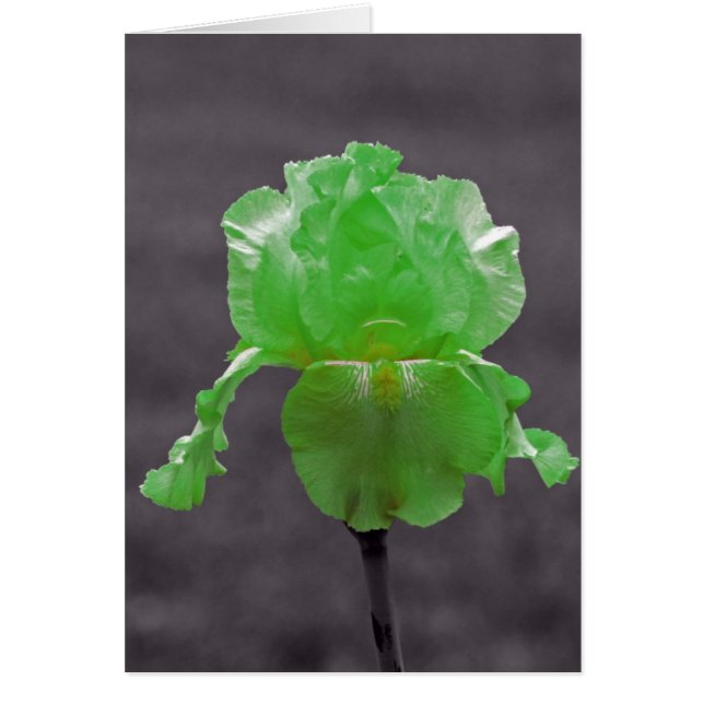 Lime Green Iris Hälsningskort (Framsidan)