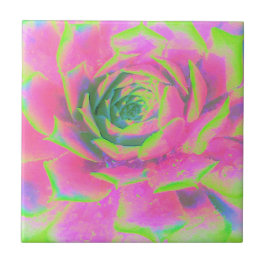Lime Green och Rosa Succulent Sedum Rosette Kakelplatta