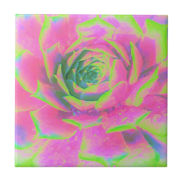 Lime Green och Rosa Succulent Sedum Rosette Kakelplatta (Framsidan)