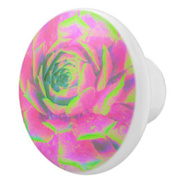 Lime Green och Rosa Succulent Sedum Rosette Knopp