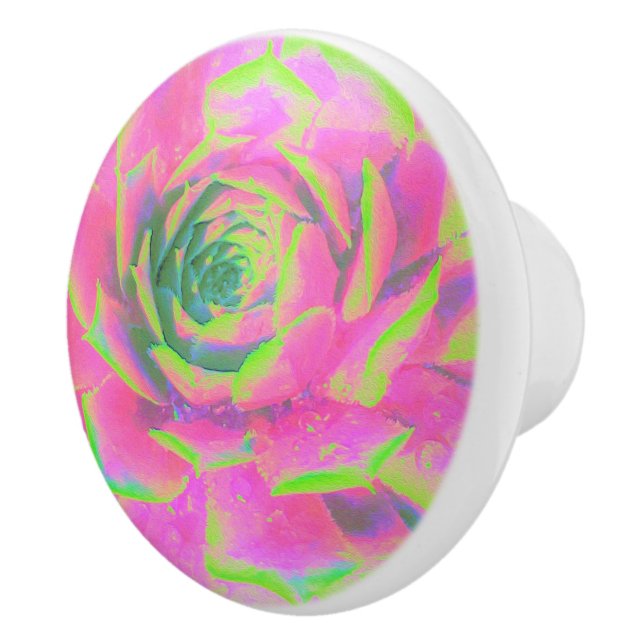 Lime Green och Rosa Succulent Sedum Rosette Knopp (Höger)